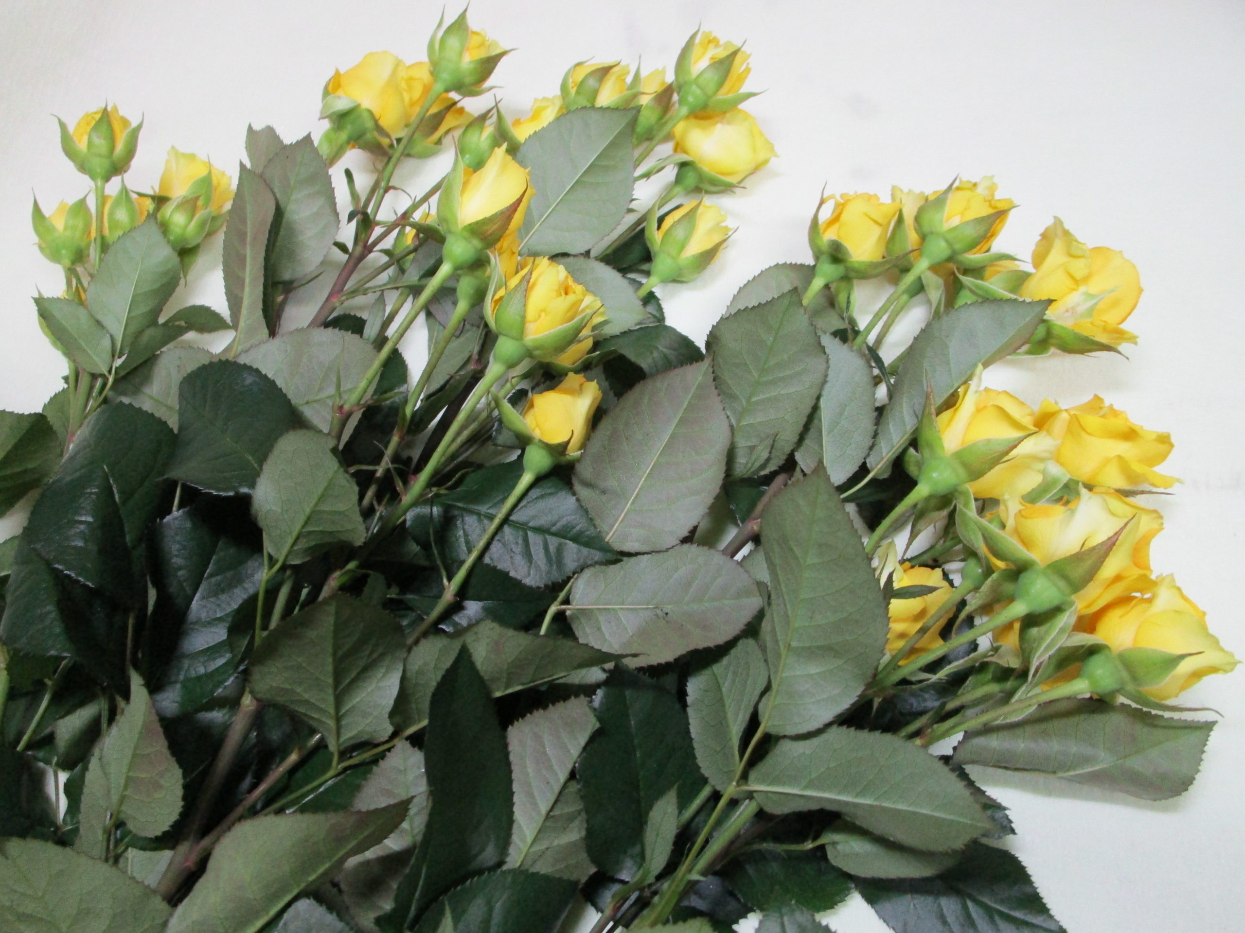 買うならスプレー咲き このタイプのお花は最後まで楽しめますよ 花屋のふーさんブログ