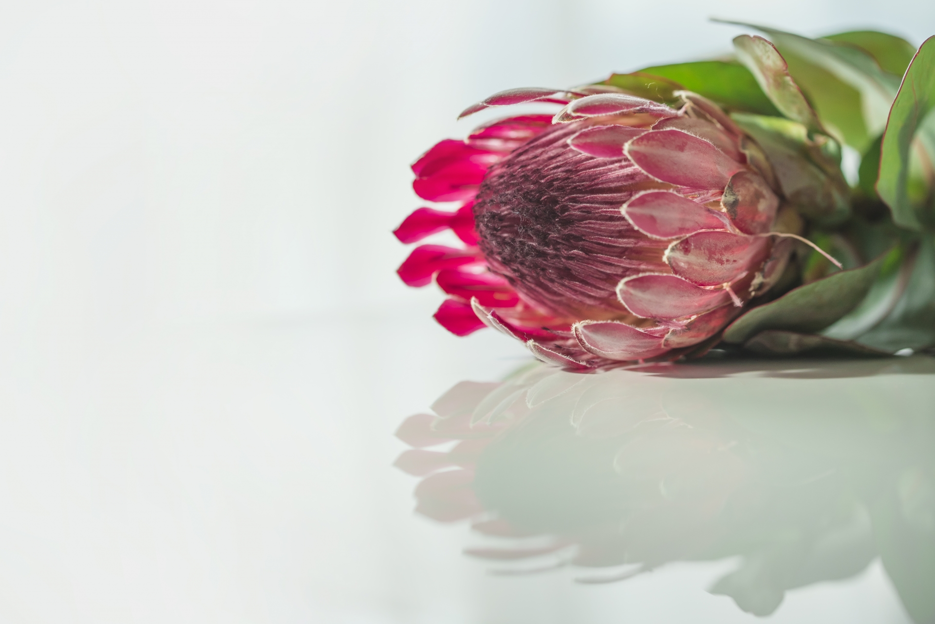 変わった形と花持ちが魅力のネイティブフラワーを５種ご紹介します 花屋のふーさんブログ