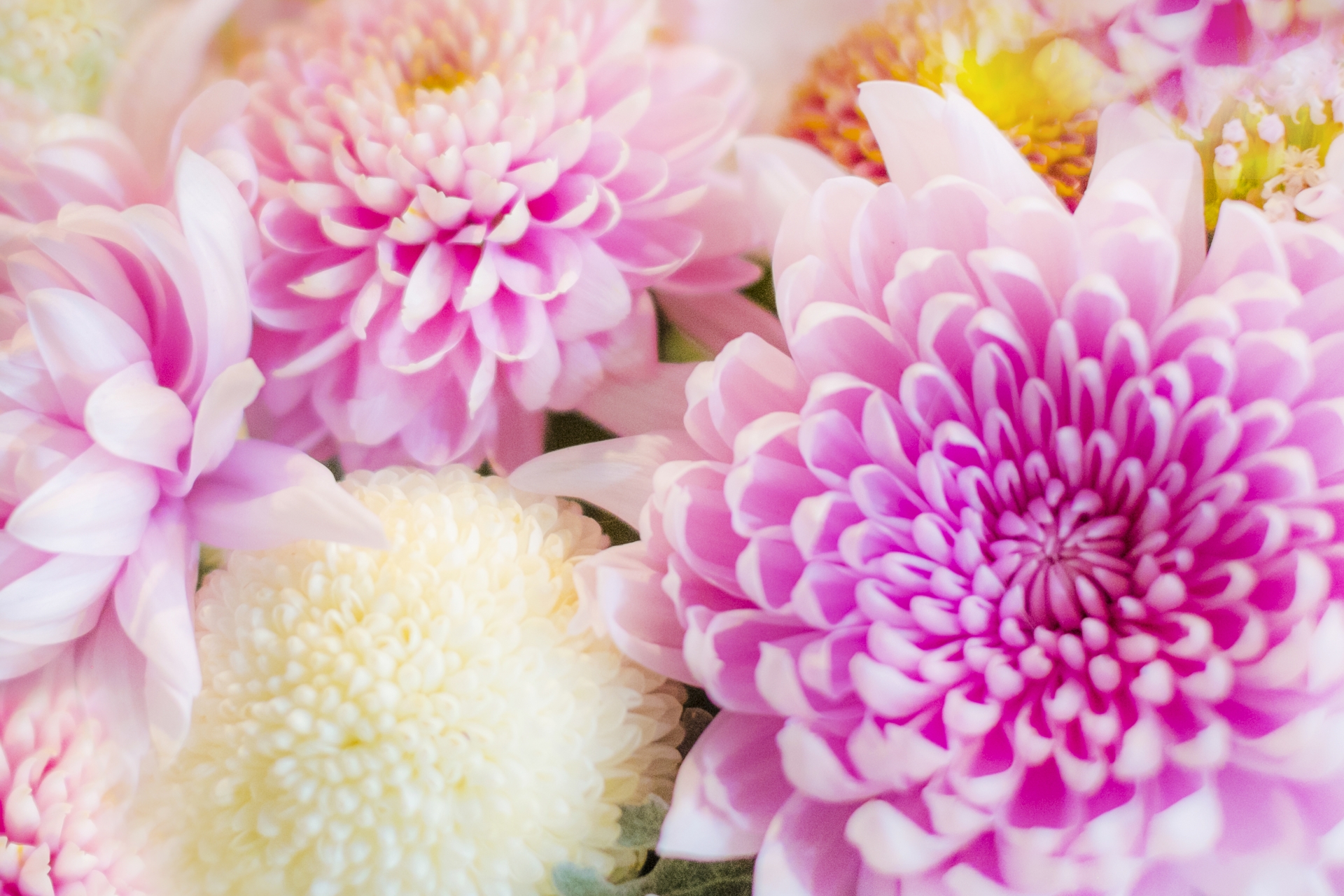 秋に飾りたいお花：菊の魅力についてご紹介します。 | 花屋のふーさんブログ